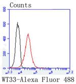 WT1 Antibody in Flow Cytometry (Flow)