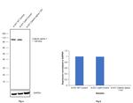 Catenin alpha-1 Antibody