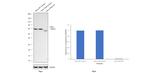 CHK2 Antibody in Western Blot (WB)