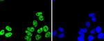 PRP19 Antibody in Immunocytochemistry (ICC/IF)