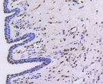 PRP19 Antibody in Immunohistochemistry (Paraffin) (IHC (P))