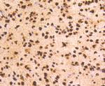 PRP19 Antibody in Immunohistochemistry (Paraffin) (IHC (P))