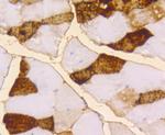 Myoglobin Antibody in Immunohistochemistry (Paraffin) (IHC (P))