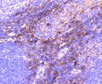 CD13 Antibody in Immunohistochemistry (Paraffin) (IHC (P))
