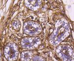 CD13 Antibody in Immunohistochemistry (Paraffin) (IHC (P))