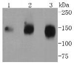 CD13 Antibody in Western Blot (WB)