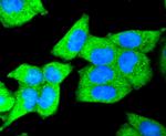 DKK1 Antibody in Immunocytochemistry (ICC/IF)