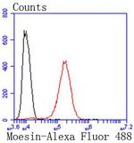 Moesin Antibody in Flow Cytometry (Flow)