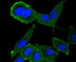 Moesin Antibody in Immunocytochemistry (ICC/IF)