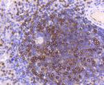 Moesin Antibody in Immunohistochemistry (Paraffin) (IHC (P))