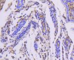 Moesin Antibody in Immunohistochemistry (Paraffin) (IHC (P))