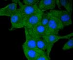 HLA-DR Antibody in Immunocytochemistry (ICC/IF)