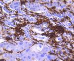 HLA-DR Antibody in Immunohistochemistry (Paraffin) (IHC (P))