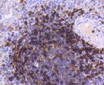 HLA-DR Antibody in Immunohistochemistry (Paraffin) (IHC (P))