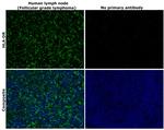 HLA-DR Antibody in Immunohistochemistry (Paraffin) (IHC (P))