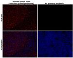 HLA-DR Antibody in Immunohistochemistry (Paraffin) (IHC (P))