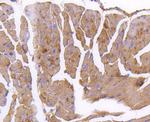 GARS Antibody in Immunohistochemistry (Paraffin) (IHC (P))