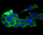 GART Antibody in Immunocytochemistry (ICC/IF)