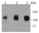 GART Antibody in Western Blot (WB)