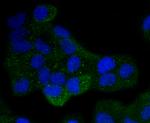 DAXX Antibody in Immunocytochemistry (ICC/IF)