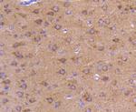 ATG9A Antibody in Immunohistochemistry (Paraffin) (IHC (P))