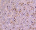 ATG9A Antibody in Immunohistochemistry (Paraffin) (IHC (P))