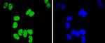 TCF7L2 Antibody in Immunocytochemistry (ICC/IF)