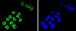 TCF7L2 Antibody in Immunocytochemistry (ICC/IF)