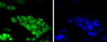 TCF7L2 Antibody in Immunocytochemistry (ICC/IF)