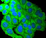 SCF Antibody in Immunocytochemistry (ICC/IF)