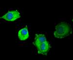 SCF Antibody in Immunocytochemistry (ICC/IF)