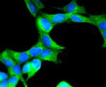 SCF Antibody in Immunocytochemistry (ICC/IF)