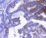 SCF Antibody in Immunohistochemistry (Paraffin) (IHC (P))