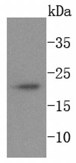 Ferritin Antibody in Western Blot (WB)