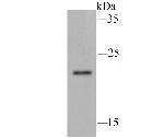 Ferritin Antibody in Western Blot (WB)