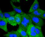 VAV2 Antibody in Immunocytochemistry (ICC/IF)