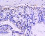 VAV2 Antibody in Immunohistochemistry (Paraffin) (IHC (P))