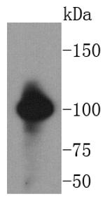 VAV2 Antibody in Western Blot (WB)