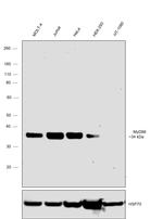 MyD88 Antibody