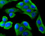 MyD88 Antibody in Immunocytochemistry (ICC/IF)