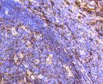 CD14 Antibody in Immunohistochemistry (Paraffin) (IHC (P))