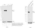 CD14 Antibody