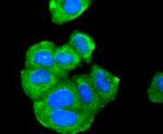 Adiponectin Receptor 1 Antibody in Immunocytochemistry (ICC/IF)