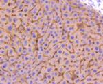 Adiponectin Receptor 1 Antibody in Immunohistochemistry (Paraffin) (IHC (P))