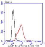 C/EBP beta Antibody in Flow Cytometry (Flow)