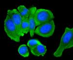 C/EBP beta Antibody in Immunocytochemistry (ICC/IF)