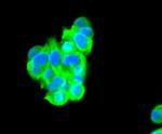 C/EBP beta Antibody in Immunocytochemistry (ICC/IF)