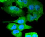 NLRP3 Antibody in Immunocytochemistry (ICC/IF)