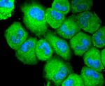 NLRP3 Antibody in Immunocytochemistry (ICC/IF)