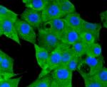 NLRP3 Antibody in Immunocytochemistry (ICC/IF)